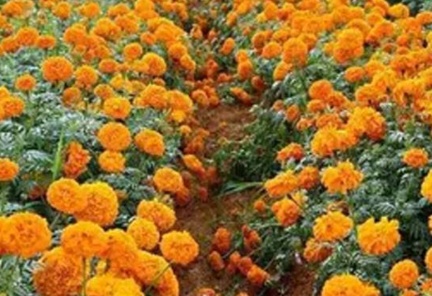 IMG_20250612_132226